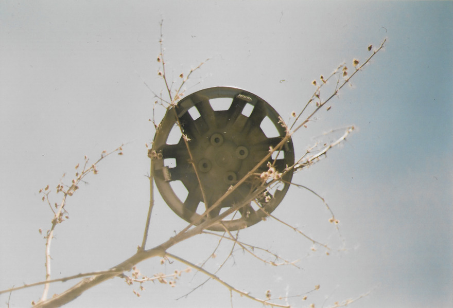 Analog photo of hub cap gracefully set over a dead-ish tree.